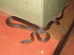 Boaedon fuliginosus