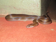 Boaedon fuliginosus