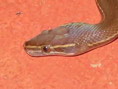 Boaedon fuliginosus