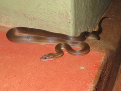 Boaedon fuliginosus