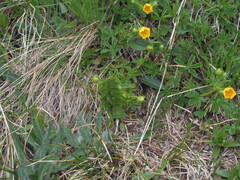 Alpine Cinquefoil (Potentilla crantzii)