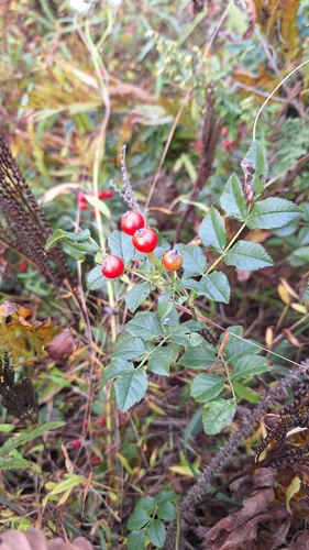 Maximowicz’s rose (Rosa maximowicziana)