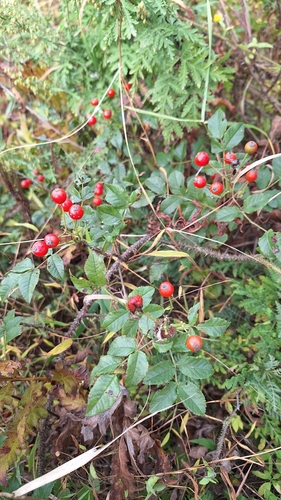 Rosa maximowicziana, photograph 3