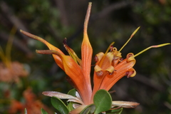 Lambertia inermis