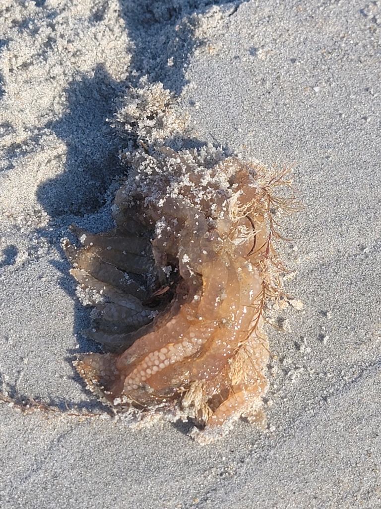 Long-finned Inshore Squid
