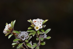 Stenanthemum pumilum