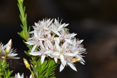 Calytrix tetragona