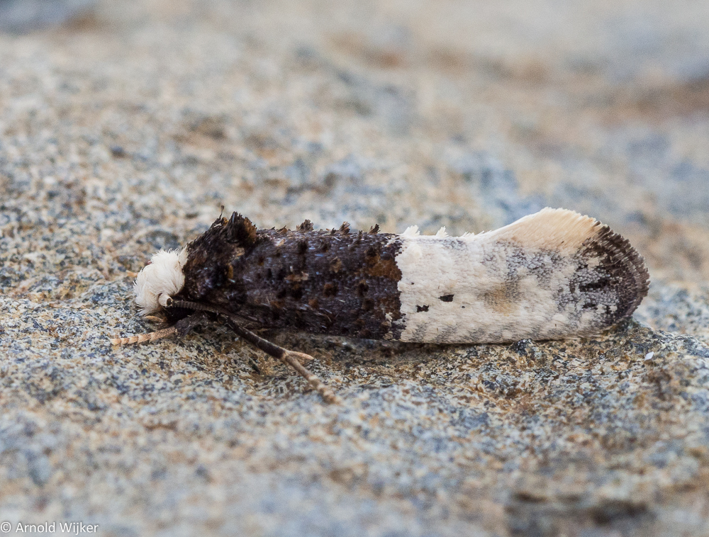 Trichophaga bipartitella