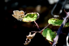 Cacyreus marshalli