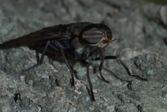 Tabanus proximus