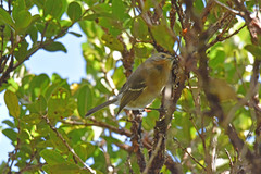 Chasiempis sclateri
