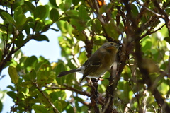 Chasiempis sclateri
