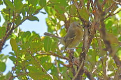 Chasiempis sclateri