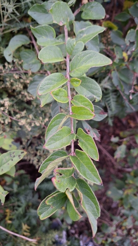 Manchurian Honeysuckle (Lonicera ruprechtiana)