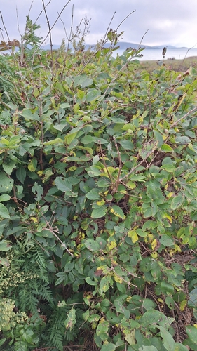 Lonicera ruprechtiana, photograph 6