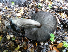 Pluteus similis