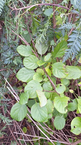 Celastrus flagellaris, photograph 6