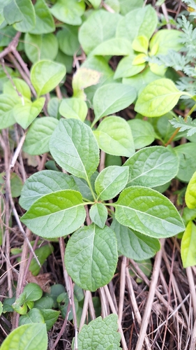 Celastrus flagellaris, photograph 3