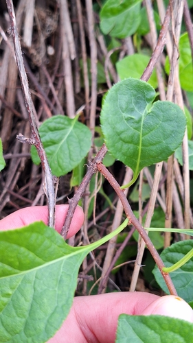 Celastrus flagellaris, photograph 5