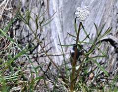 Lomatium gormanii