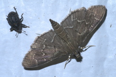 Pilocrocis ramentalis