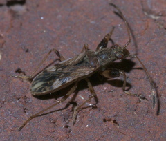 Neopamera albocincta