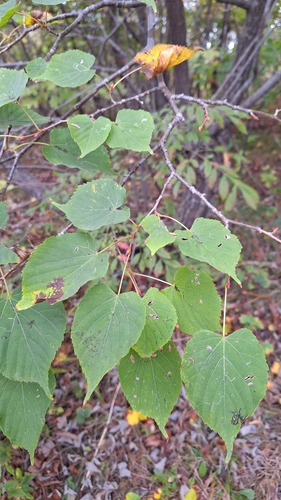 Amur Lime (Tilia amurensis)
