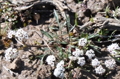 Lomatium farinosum