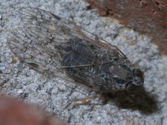 Melanoliarus aridus