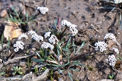 Lomatium farinosum