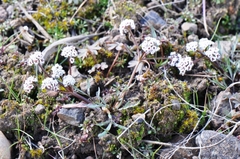 Lomatium farinosum