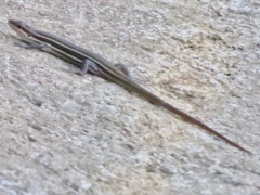 Trachylepis bensonii