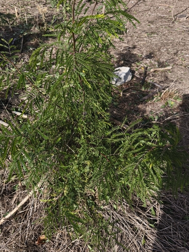 honey locust