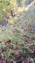 (c) Violetta Dzizyurova, some rights reserved (CC BY) Asparagus schoberioides, photograph (c) Violetta Dzizyurova, some rights reserved (CC BY)