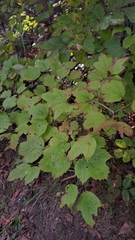 Viburnum sargentii, photograph (c) Violetta Dzizyurova, some rights reserved (CC BY)