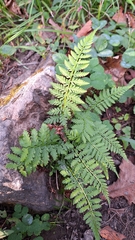 (c) Violetta Dzizyurova, some rights reserved (CC BY) Athyrium yokoscense, photograph (c) Violetta Dzizyurova, some rights reserved (CC BY)