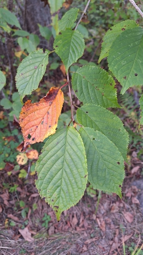 Sargent's Cherry (Prunus sargentii)