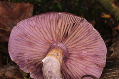 Cortinarius anomalus