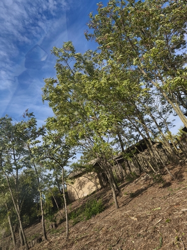 black locust