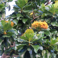 Deplanchea tetraphylla