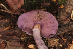 Cortinarius anomalus