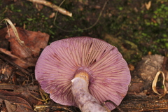 Cortinarius anomalus