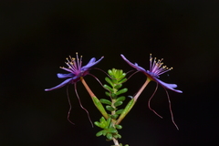 Calytrix leschenaultii