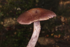 Cortinarius anomalus