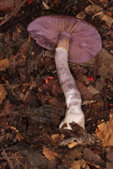 Cortinarius anomalus