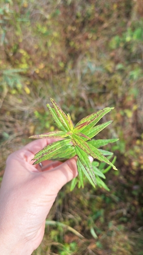 Rubia jesoensis observed 2025-10-05