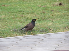 Acridotheres tristis