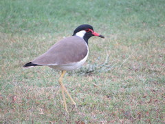 Vanellus indicus