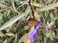 Danaus chrysippus