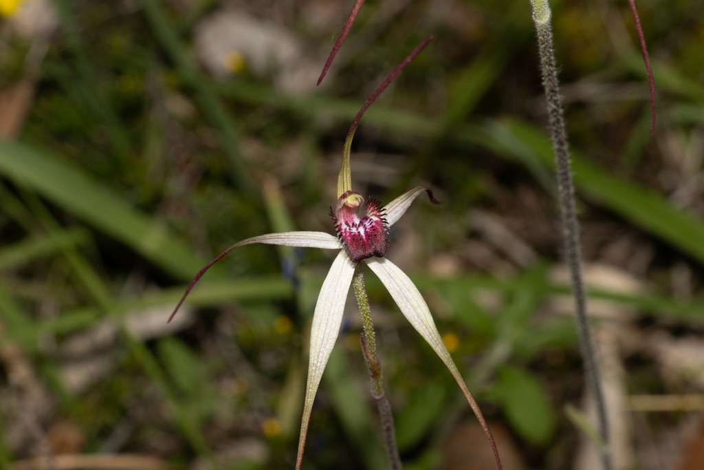 Caladenia behrii; photograph (c) T. Hammer, some rights reserved (CC BY)